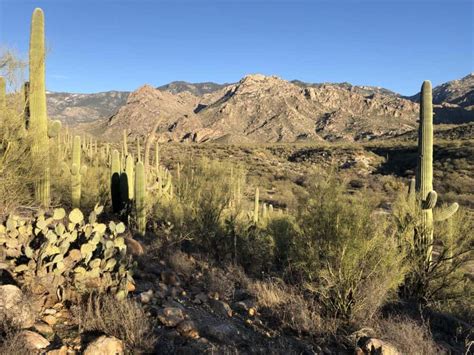 Catalina State Park: Hiking & Camping Guide | TucsonTopia