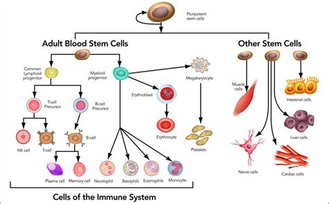 an image of cell diagram with the different cells and their ...