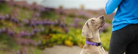 How to Obedience Train a Weimaraner | Wag!