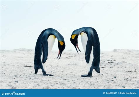 King Penguin Courtship Behaviour during Mating Season Stock Image - Image of beach, behaviour ...