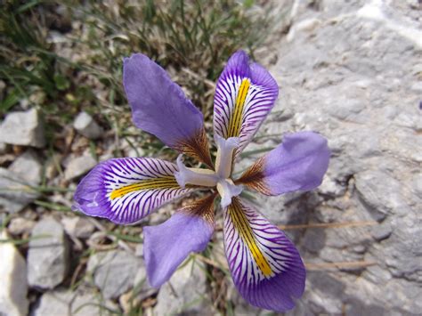 [Flowers of Europe] Took the shot of this incredibly beautiful wild ...