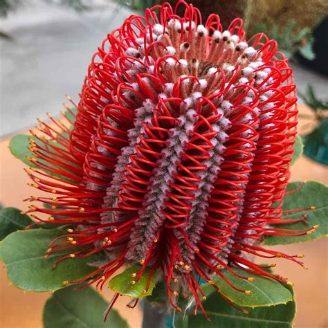 Growing Australian Native Plants - A to Z List and Plant Finder