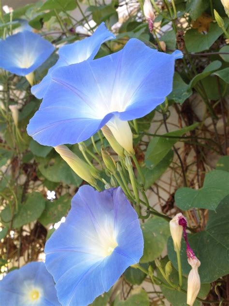 Morning Glory Flowers | Morning glory flowers, Plant leaves, Morning glory