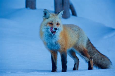 A "Blue" Fox - In Light of Nature