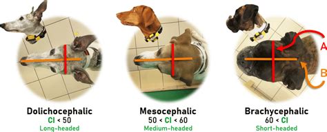 The typical classification of dogs’ head shape based on the cephalic... | Download Scientific ...