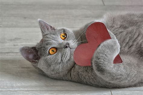 Valentine's Day Cats That Are So Lovable It Hurts