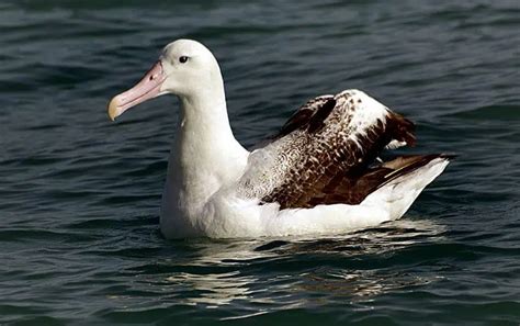 Wandering Albatross: Is This Animal Endangered?