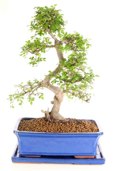 Exquisite Indoor Chinese Elm Indoor Bonsai with Lovely S-Shaped Trunk