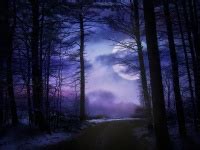 Night Forest Free Stock Photo - Public Domain Pictures