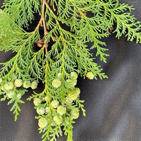 Help needed to identify these two conifers - Tree Identification pictures - Arbtalk | The Social ...