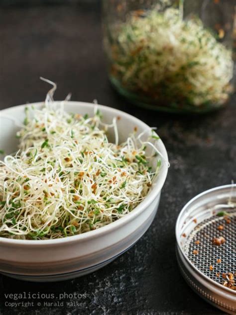 Alfalfa sprouts – vegalicious.photos