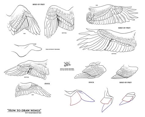 Feathered Wings | Wings drawing, Bird drawings, Wing anatomy