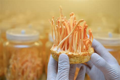 Cordyceps (Mushrooms), Explained. The Proven Science Behind Cordyceps Health Benefits