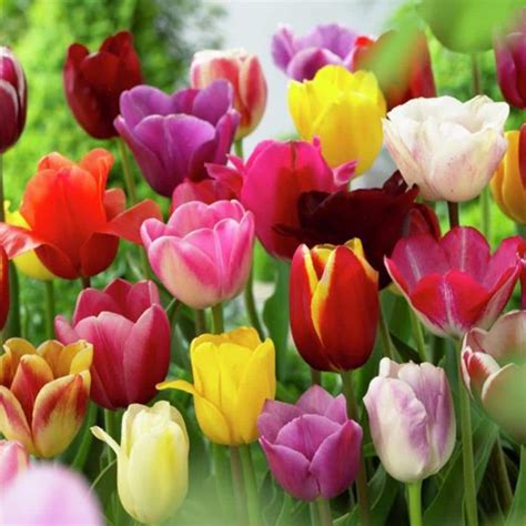 VAN ZYVERDEN Mixed Tulips Non-Stop Mixed Colors Blend Bulbs (25-Pack) 87017 - The Home Depot