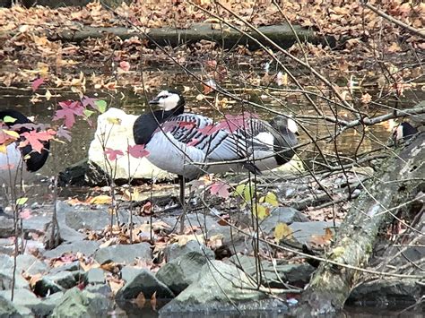 eBird Checklist - 5 Nov 2023 - Bronx Zoo, New York US-NY (40.8531,-73. ...