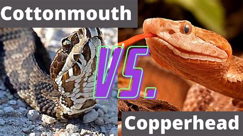 Venomous Snakes Of Georgia: Cottonmouth Vs Copperhead - YouTube