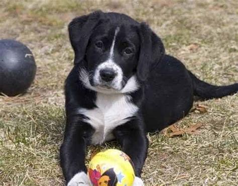 Border Collie Lab Mix: Complete Guide to Raising a Borador