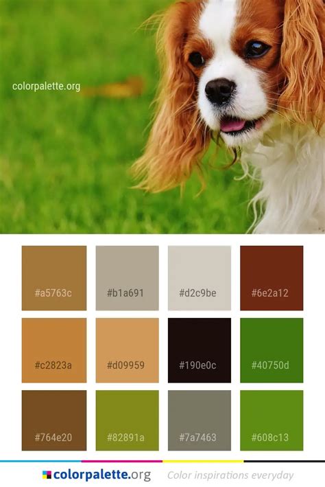 Dog Breed King Charles Spaniel Color Palette | colorpalette.org