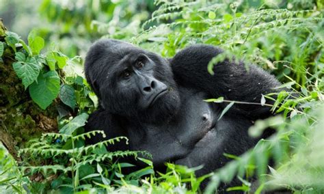 6 days Rwanda and Congo safari | Rwanda Safaris | Congo Safaris