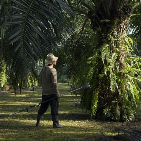 Sustainable Palm Oil | The Benefits of Sustainability in Farming