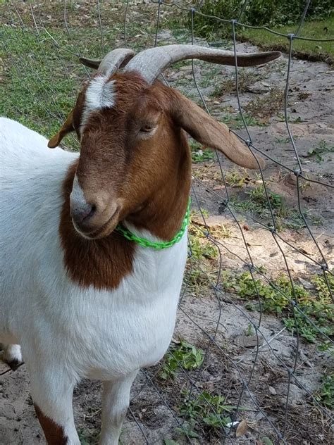 Goat Farming, Albino, Goats, Rare, Funny, Animals, Goat, Animales, Animaux