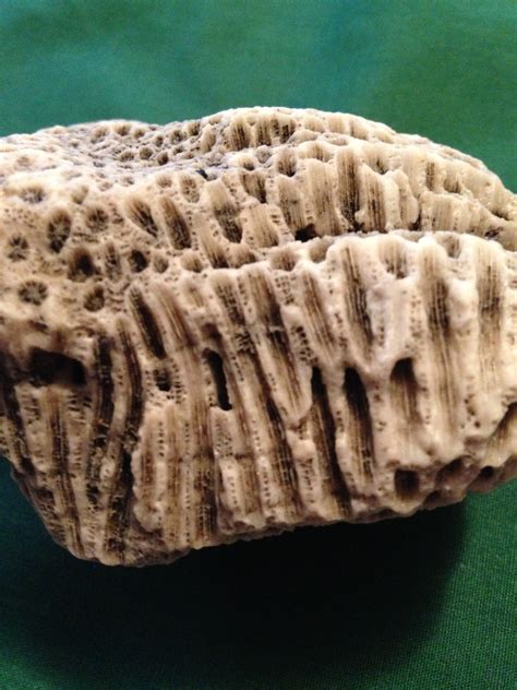 Coral ID - Fossil ID - The Fossil Forum