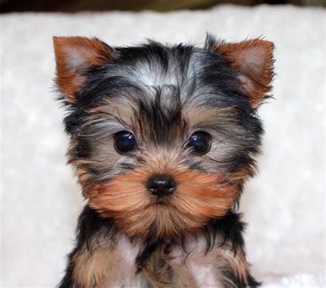 Micro Teacup Yorkie Puppy for sale! | Yorkie puppy for sale, Teacup ...