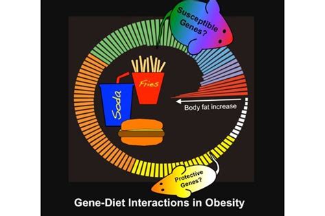 Genes and obesity: Fast food isn't only culprit in expanding waistlines ...