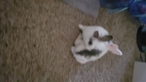 what are they doing here? playing? They are both females. : r/Bunnies