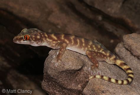 Northern Gaint Cave Gecko (Pseudothecadactylus lindneri) | Flickr