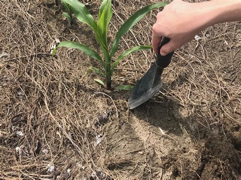 Plant Diagnostic Lab Services - Alabama Cooperative Extension System