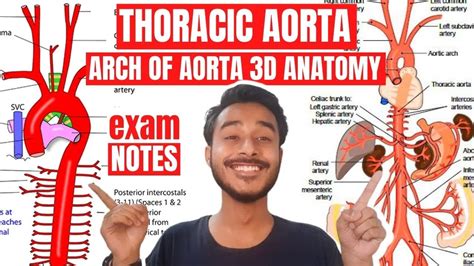 Descending Thoracic Aorta Anatomy | Arch Of Aorta Anatomy | Ascending Aorta Branches Anatomy ...