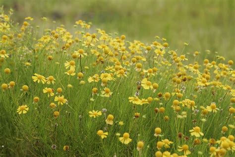 Free picture: up-close, yellow flowers, field