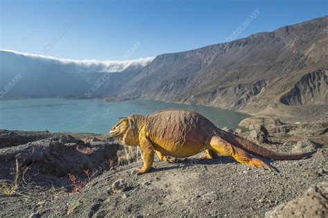 Galapagos land iguana - Stock Image - C057/9612 - Science Photo Library