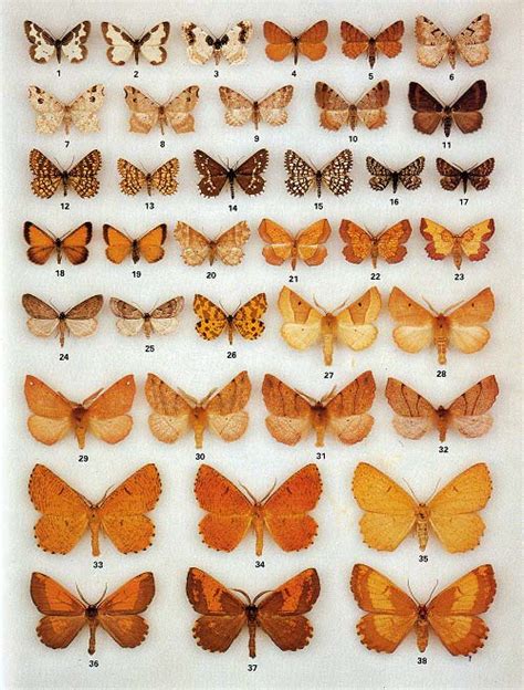 British Moths Identification Chart