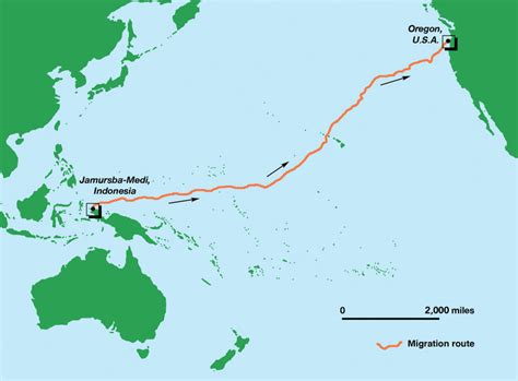 Sea Turtle Migration - All Turtles