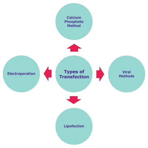 Transient Transfection