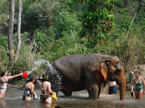 Chiangmai Elephant Sanctuary (Chiang Mai) - 2019 All You Need to Know BEFORE You Go (with Photos ...