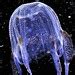 Box Jellyfish - a gallery on Flickr