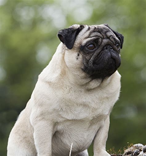 Pug | Breeds A to Z | The Kennel Club