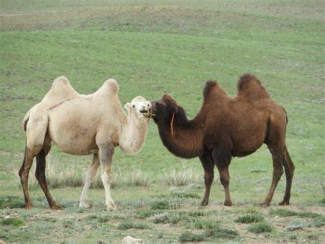 The Bactrian Camel | Critter Science