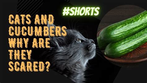 Cats And Cucumbers Why Are They Scared? Funny cats scared of cucumber co... | Cats and cucumbers ...