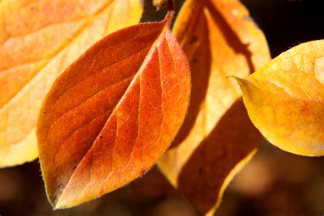 Autumn Leaves Close Up Picture | Free Photograph | Photos Public Domain