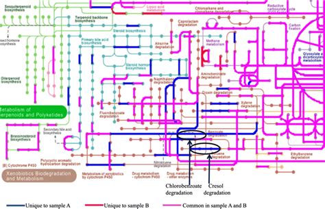 KEGG maps of metabolic pathways mapped on global metabolism map in KEGG ...