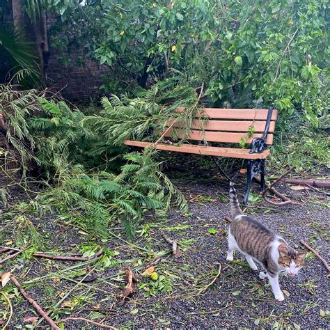 Ernest Hemingway House Impacted by Hurricane Ian, Famous Cats Are Fine