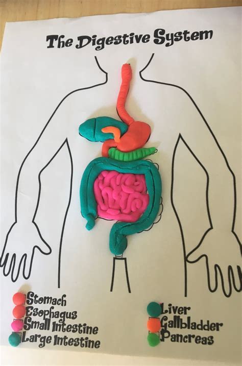 Build a Play-Doh Digestive System — Introduction to Anatomy - Human ...