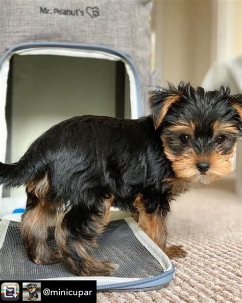 How Much Do Teacup Yorkies Cost (Updated January 2024) - The Goody Pet