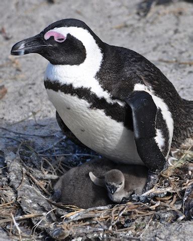 African Penguin Facts for Kids | Penguins | South Africa | Animals