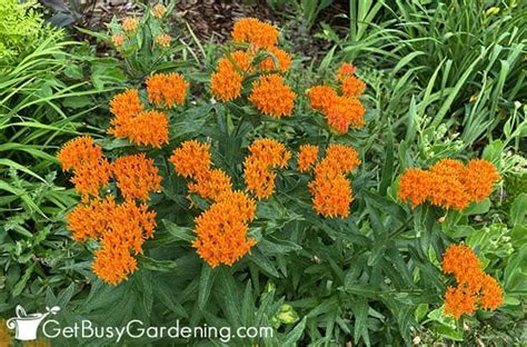 Butterfly Weed Care Guide - How To Grow Asclepias tuberosa - Get Busy ...