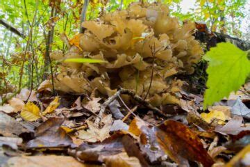 The Maitake Mushroom: Identification, Foraging, Lookalikes - Mushroom Appreciation